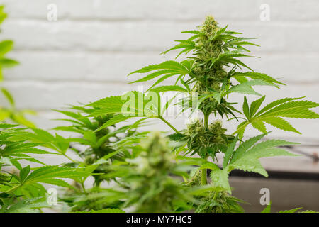 Cannabis Home Grown Medical Marijuana plant with stems leaves and buds growing outdoors Stock Photo