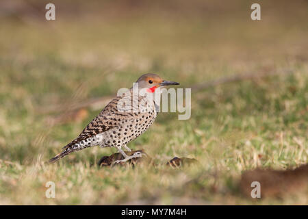 A red-shafted flicker perched on dried cow dung in southern Arizona, USA. Stock Photo