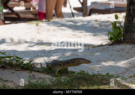 A young monitor lizard, probably a Varanus salvator with a beautiful pattern on its skin is standing near tourists on the beach. Stock Photo