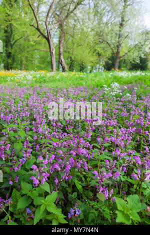 Spring meadow with spotted deadnettle on Crna Mlaka, Croatia Stock Photo