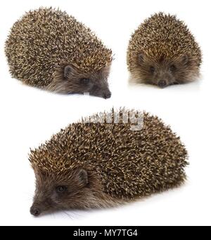 small hedgehog on a white background. collage Stock Photo