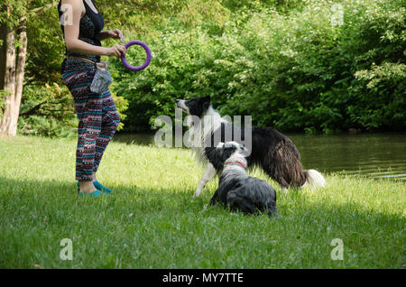 two dogs are watching at woman and waiting for the treats Stock Photo