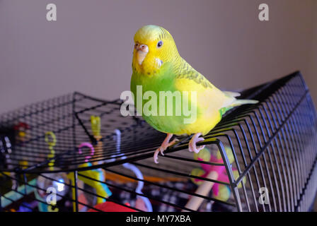 portrait of a grean and yellow parakeet budgerigar sitting on her cage Stock Photo
