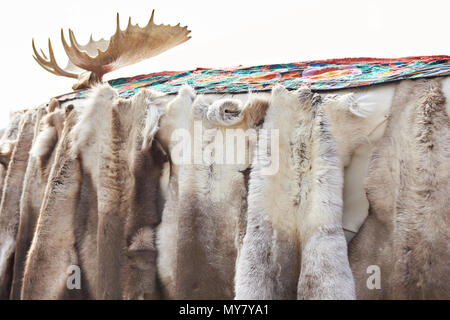 Fur skins and horns of deer on the wall of the yurt Stock Photo