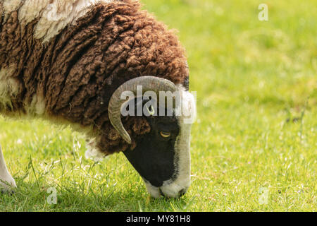 Jacob sheep portrait showing horns Stock Photo