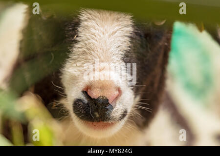 Close-up portrait of a Jacob lamb looking through a fence with nose markings in detail Stock Photo