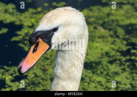 Mute swan swims in pondweed. Stock Photo