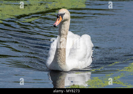 Mute swan swims in pondweed. Stock Photo