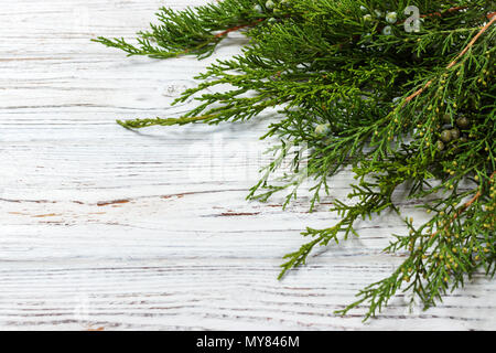 Green juniper twig with green cones lay on wooden table. Stock Photo