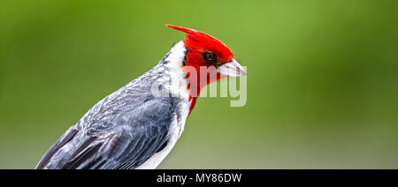 Red Crested Cardinal Bird on Hawaiian Islands Stock Photo