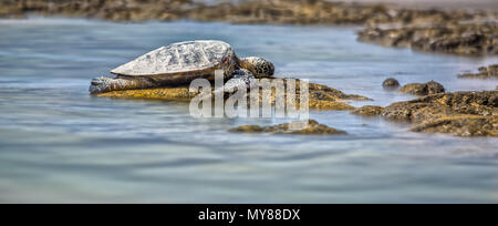 Sea Turtle is laying on the stones in the bay Stock Photo