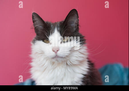 Cat on pink background