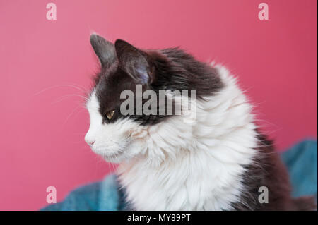 Cat on pink background