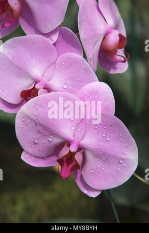 Close-up  pink orchid petals Queen Sirikit Botanical Garden Mae Rim District Northern Thailand Stock Photo