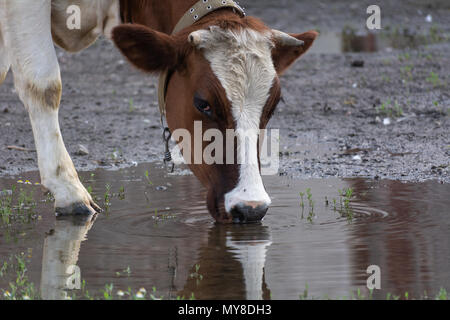 White-red cow drinking water from a puddle Stock Photo