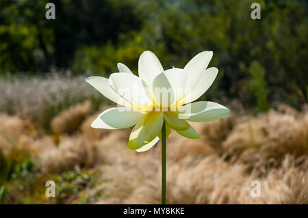 White Lotus flower on a field Stock Photo