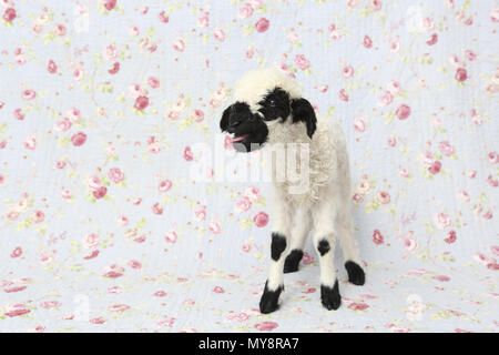 Valais Blacknose Sheep. Lamb (10 days old) standing while bleating. Studio picture against a blue background with rose flower print. Germany Stock Photo