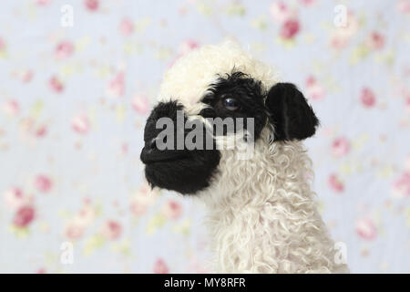 Valais Blacknose Sheep. Portrait of a lamb (10 days old). Studio picture against a blue background with rose flower print. Germany Stock Photo