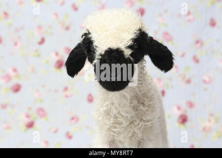 Valais Blacknose Sheep. Portrait of a lamb (10 days old). Studio picture against a blue background with rose flower print. Germany Stock Photo