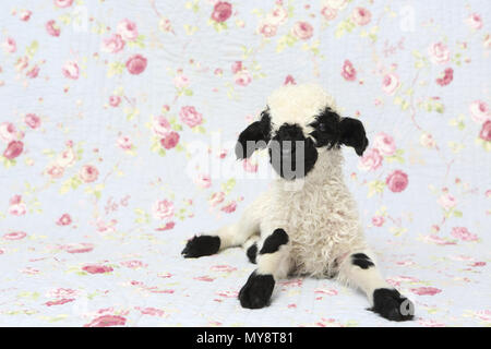 Valais Blacknose Sheep. Lamb (10 days old) lying. Studio picture against a blue background with rose flower print. Germany Stock Photo