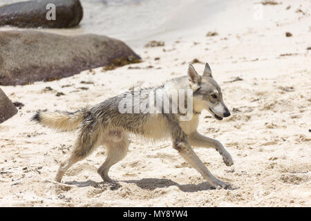Tamaskan Dog. Adult dog running on a beach. Seychelles Stock Photo