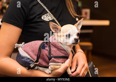 dog in fashionable clothes on the hands of a stylish girl Stock Photo