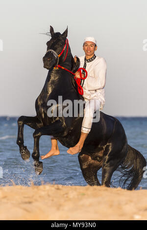 Arabian Horse. Rider on black stallion rearing on a beach. Egypt Stock Photo
