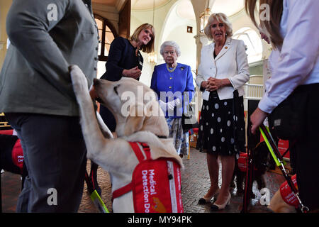 Clare Guest (2nd left) founder of Medical Detection Dogs speaks to Queen Elizabeth II and the Duchess of Cornwall during the 10th anniversary celebration of the charity at the Royal Mews in London. Stock Photo