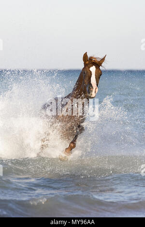 Arabian Horse. Chestnut stallion galloping in the sea. Egypt Stock Photo