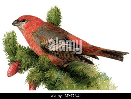 . Pine Grosbeak (Pinicola enucleator), chromolithograph after painting (watercolor) . 1904. Louis Agassiz Fuertes (1874-1927) artist, authors of the written work variously listed as Harriman Alaska Expedition (1899), Edward Henry Harriman, Clinton Hart Merriam 423 Pinicola enucleatorMDU1N205CA Stock Photo
