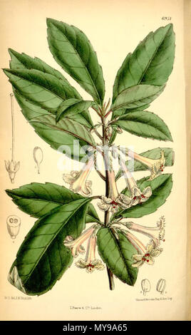. Illustration of Alseuosmia macrophylla . 1887. Joseph Dalton Hooker (1817-1911) 35 Alseuosmia macrophylla Stock Photo
