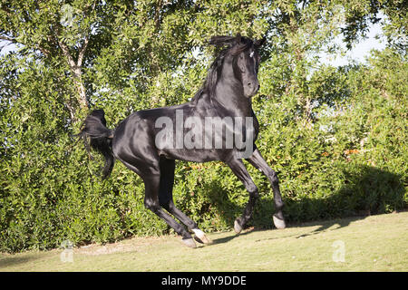 Arabian Horse. Black stallion galloping on a lawn. Egypt Stock Photo