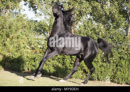 Arabian Horse. Black stallion showing-off by tossing its head. Egypt Stock Photo