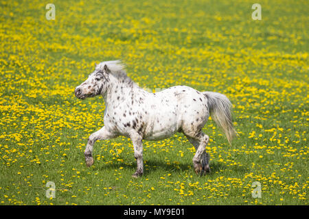Shetland Pony. Leopard-spotted gelding trotting on a meadow. Germany Stock Photo