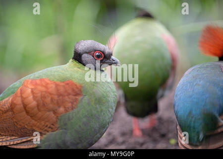 Crested Partridge (Rollulus rouloul) CAPTIVE Stock Photo
