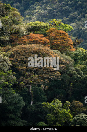 Big Jatobá trees (Hymenaea courbaril) with colorful new leaves, in primary Atlantic Rainforest of SE Brazil. Stock Photo