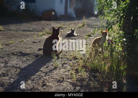 three cats in a rural yard at sunset Stock Photo