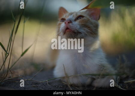 cat in yard Stock Photo