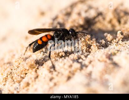 Black-banded spider wasp (Anoplius viaticus), Dünenheide Nature Reserve, Hiddensee Island, Mecklenburg-Western Pomerania Stock Photo