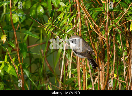 Grey bush chat (Saxicola ferreus), male sitting in the bushes, Thailand Stock Photo