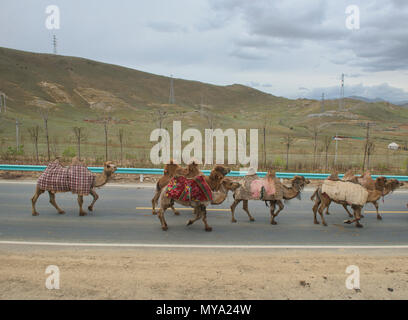 Bactrian camel herd on the highway, Keketuohai, Xinjiang, China Stock Photo