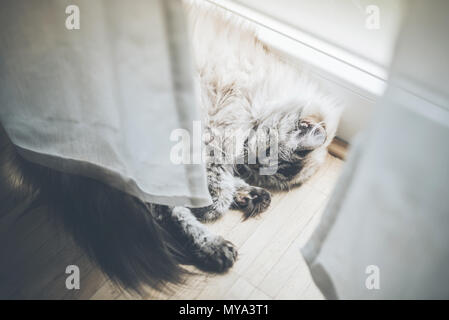 fluffy cat lying behind curtain on wooden floor sleeping Stock Photo