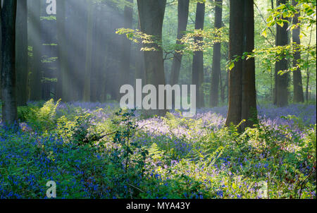 Early morning shafts of light through the beech woodland during the bluebell season at King's Wood, Challock near Ashford, Kent, UK. Stock Photo