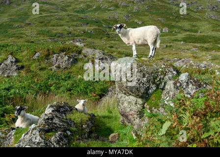 Mountain sheep on the Isle of Mull, Highlands, Scotland, UK Stock Photo