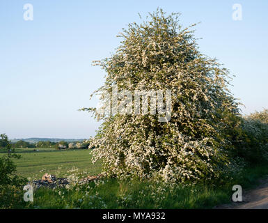 Crataegus monogyna. Hawthorn flowering in the evening english countryside. Oxfordshire, UK Stock Photo