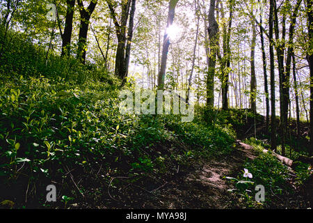 Trillium blooming on the hill in Ontario. Beautiful forest covered with trillium white flowers Stock Photo