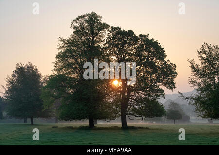 Silhouette oak trees at sunrise in the english countryside. Oxfordshire. UK Stock Photo
