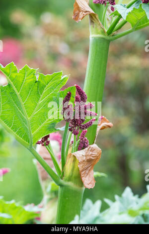 Rheum ‘Great bere’. Ornamental Rhubarb plant flowering in spring. UK Stock Photo