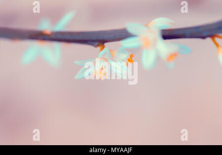 Gentle mandarin blooming twig on pink background, abstract floral border, little tender white flowers on fruit tree branch, beauty of spring nature Stock Photo