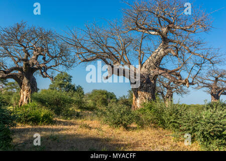 Large Baobab Trees in Northern Kruger South Africa Stock Photo